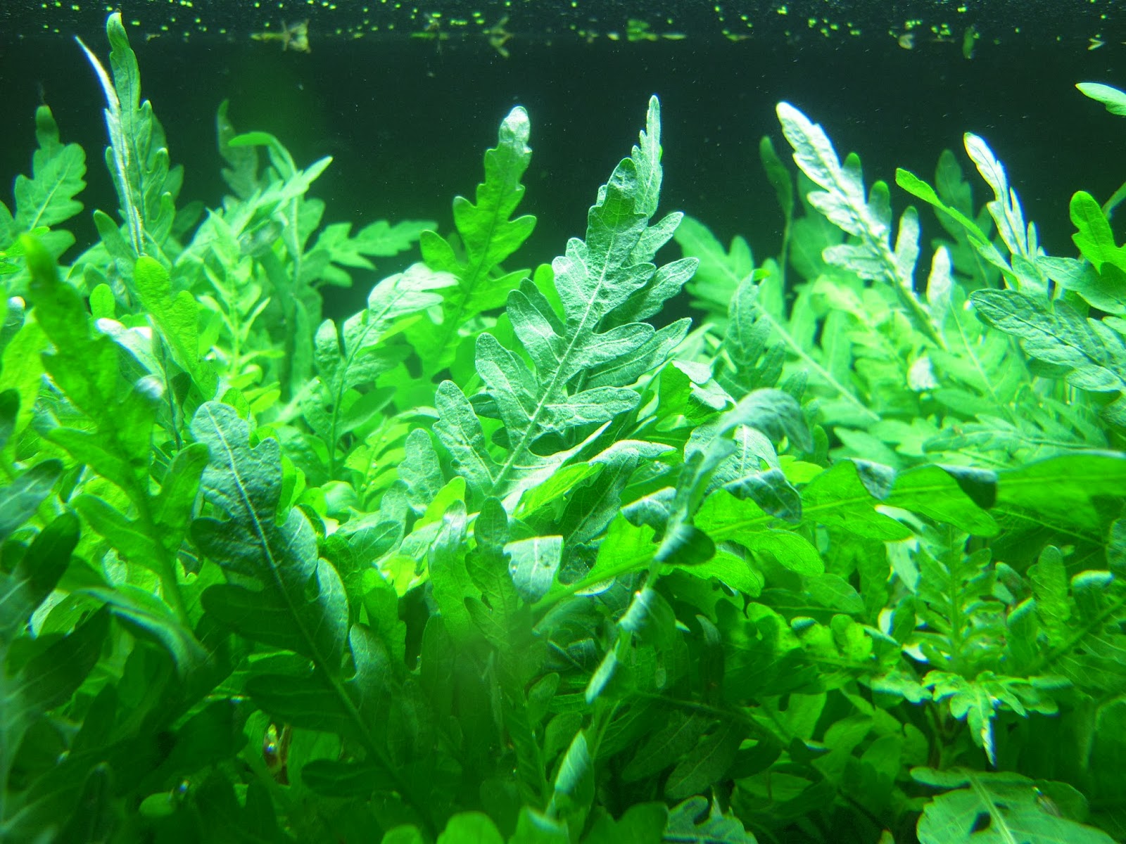 Aquatic Plant Aquatic Plant Description