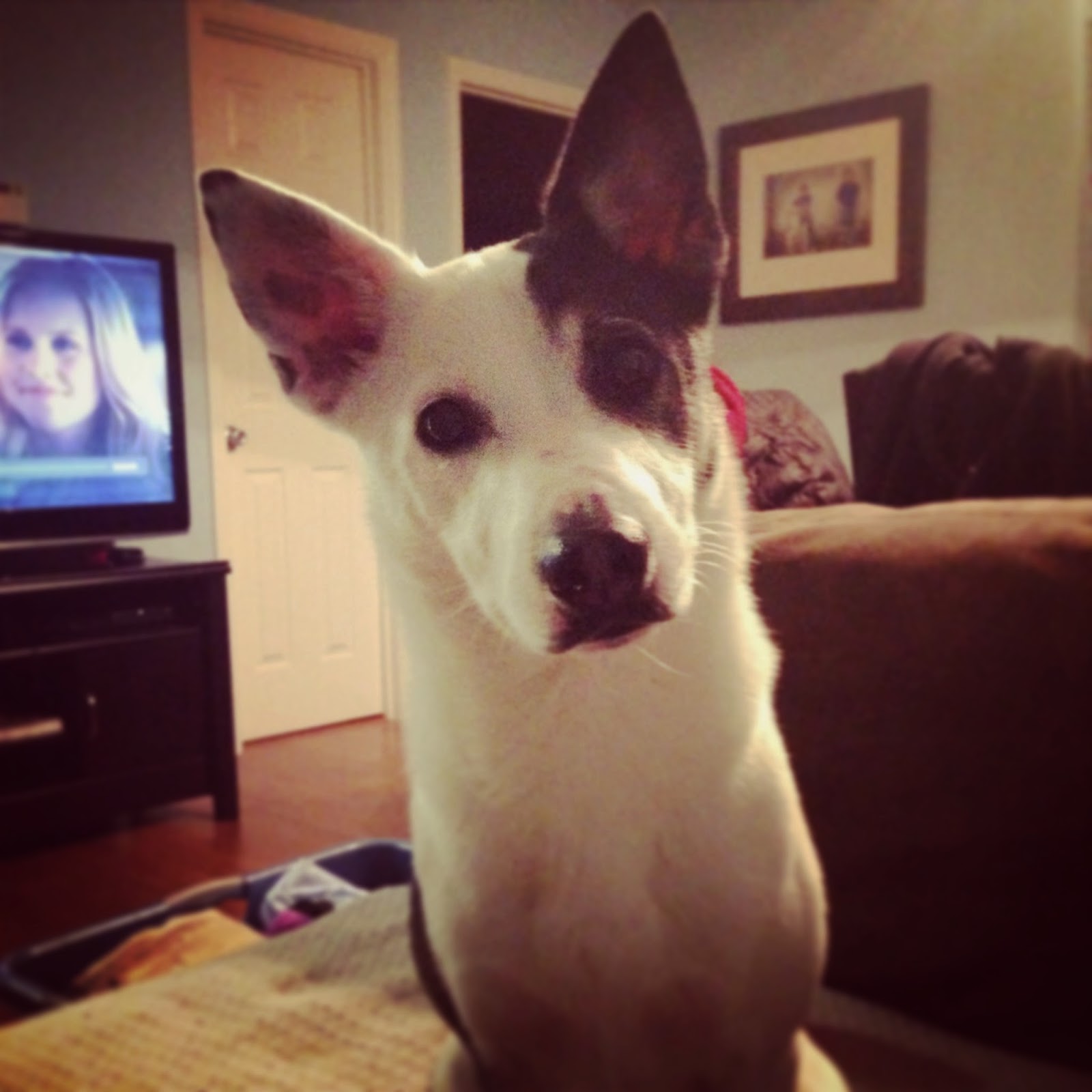 Jen's Agility Dog Blog First Jump Grids