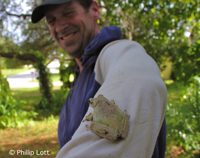 Phillip S Natural World Attack Of The Cuban Tree Frog S