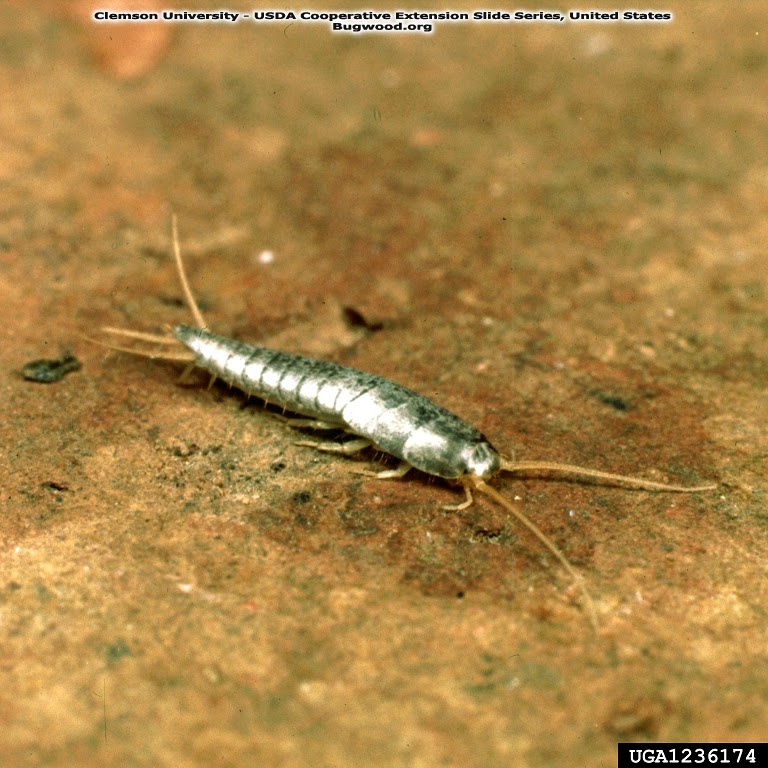 PINTOrLOPES : OS LEPISMA OU PEIXINHOS - DE - PRATA