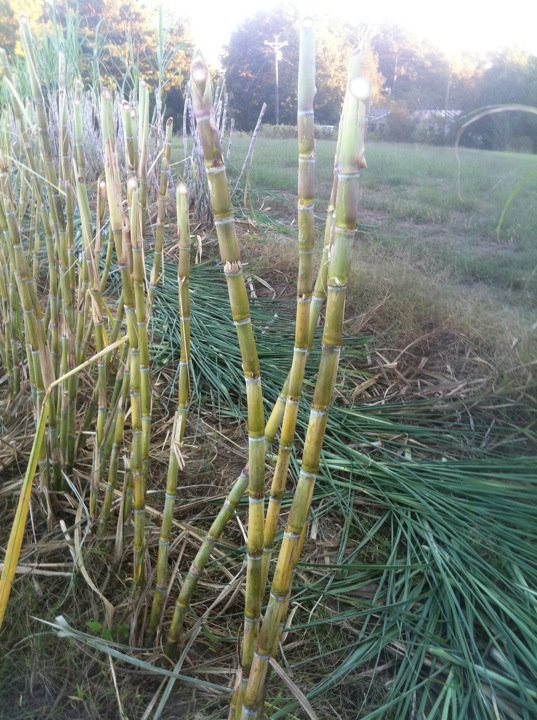 Sugar Cane on The Farm Varieties of Cane We Grow
