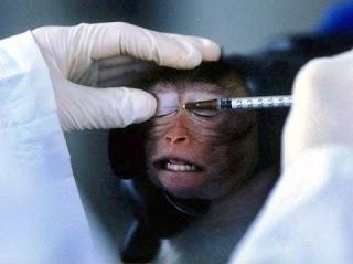 Một nhà nghiên cứu Trung Quốc tiêm dung dịch thử nghiệm vào một chú khỉ tại phòng thí nghiệm ở phía Nam thành phố Quảng Châu, Trung Quốc. (Ảnh AFP)