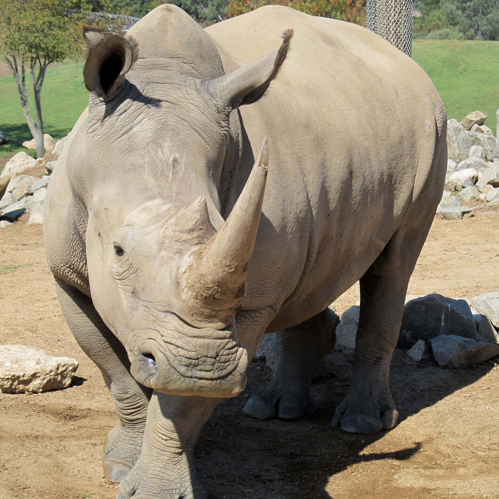 Saving rhinos starts with our children