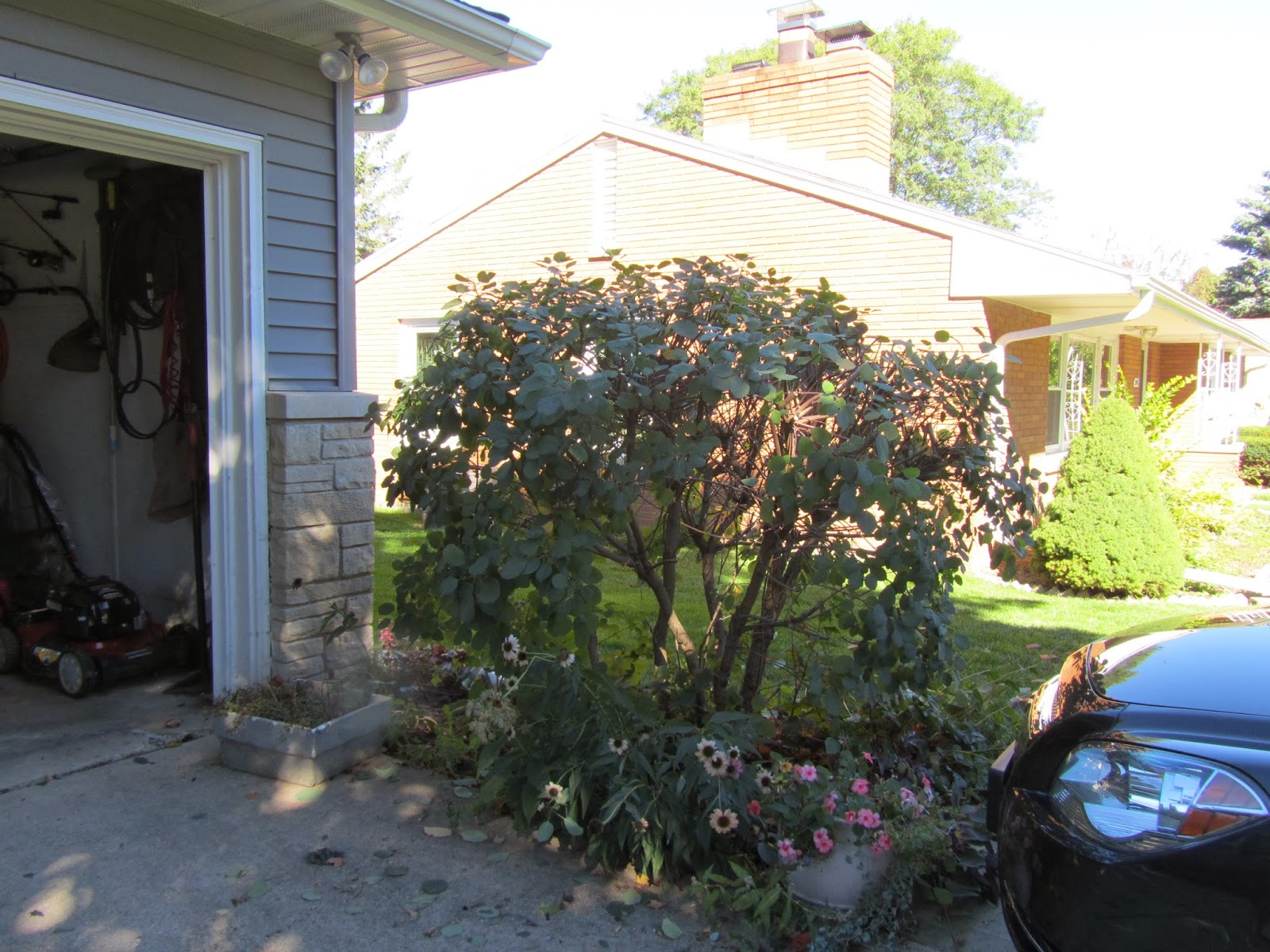 Cheesehead Gardening Late fall is great time to trim smoke bush