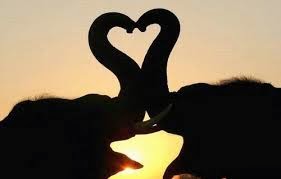 ΦΩΤΟ: Ζώα…τρελά ερωτευμένα! kyknoi erwteumenoi