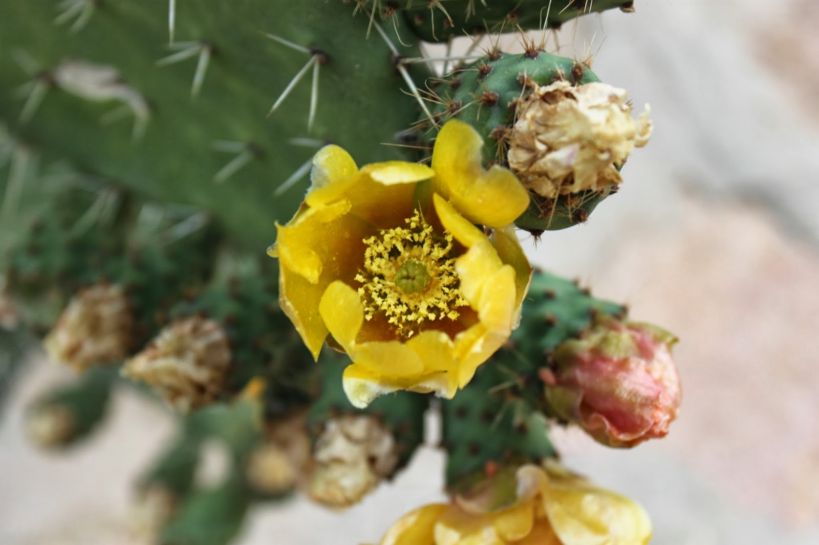 Agamé, Ethiopia Cactus Fruit aka Beles or Prickly Pear