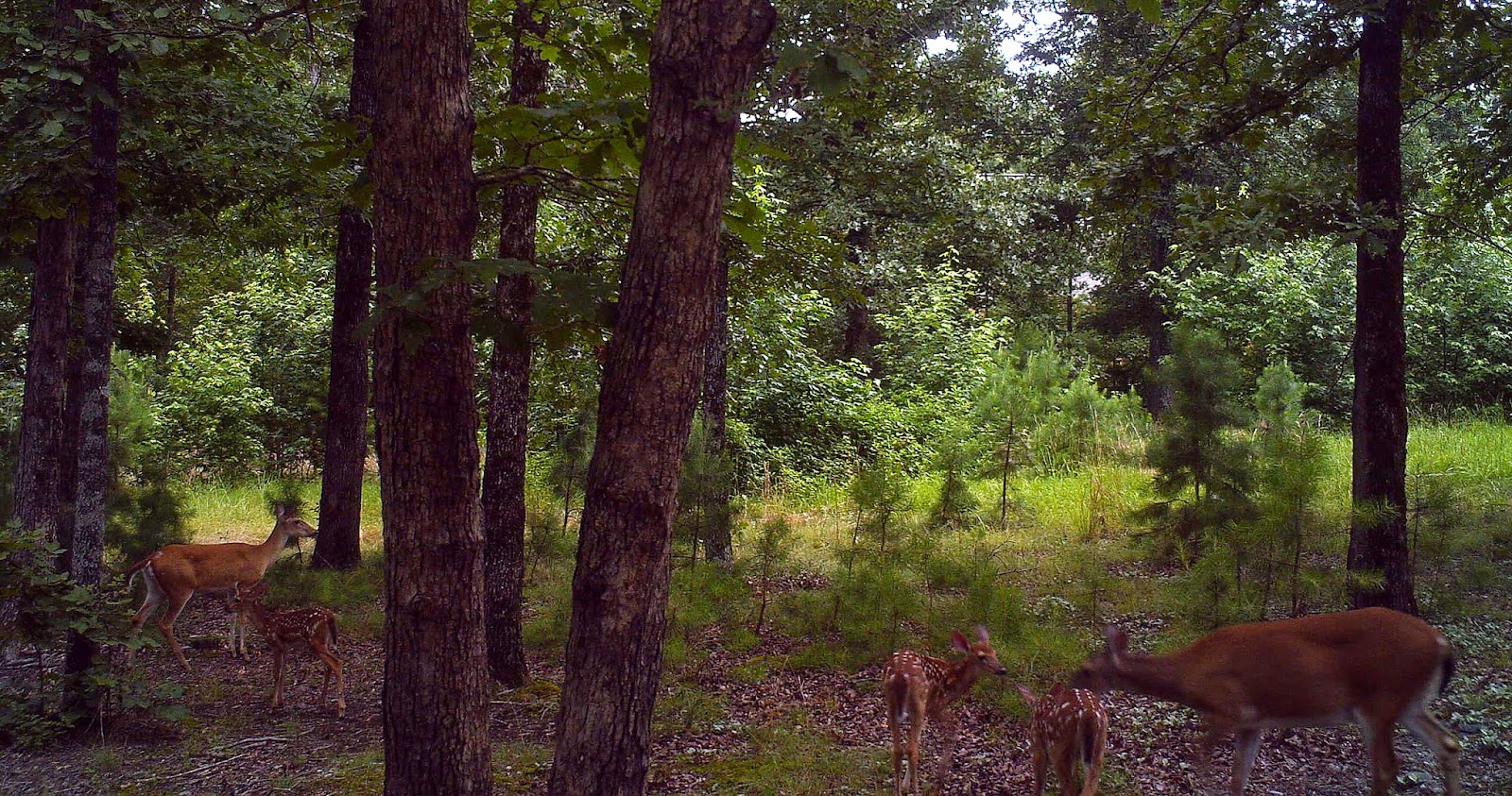 Small Mammals of Arkansas Trails of Arkansas (& now California)