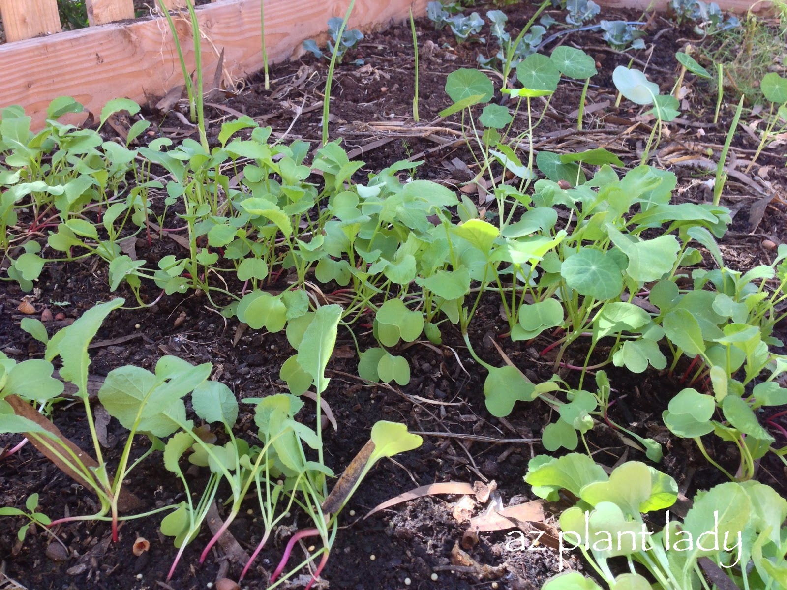 Too Many Vegetables….How to Thin Seedlings Ramblings Too Many Vegetables….How to Thin Seedlings Ramblings