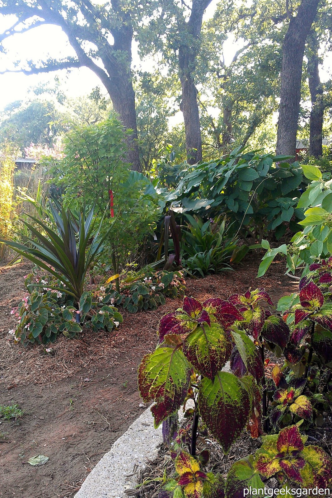 Shade Tropical Update