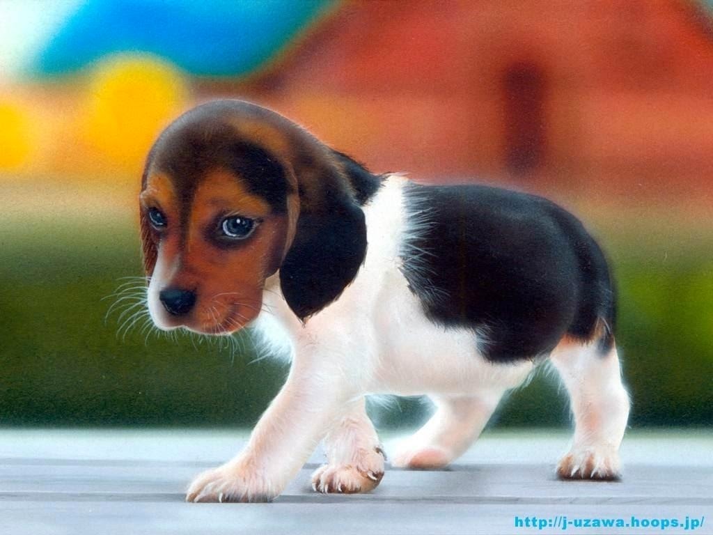 Rules Of The Jungle Beagle Puppies