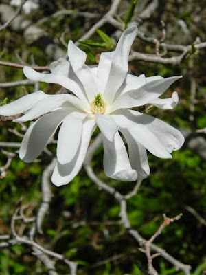 Magnolia stellata by garden muses-not another Toronto gardening blog