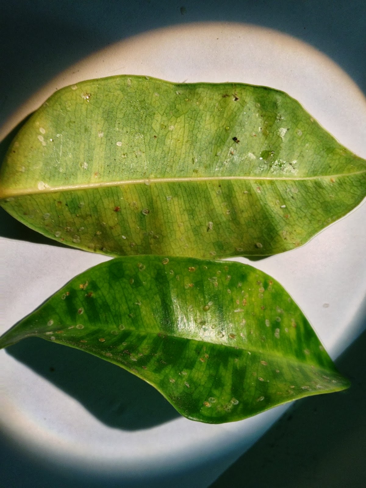 L.A. County Arboretum & Botanic Garden Plant Info Ficus Whitefly New