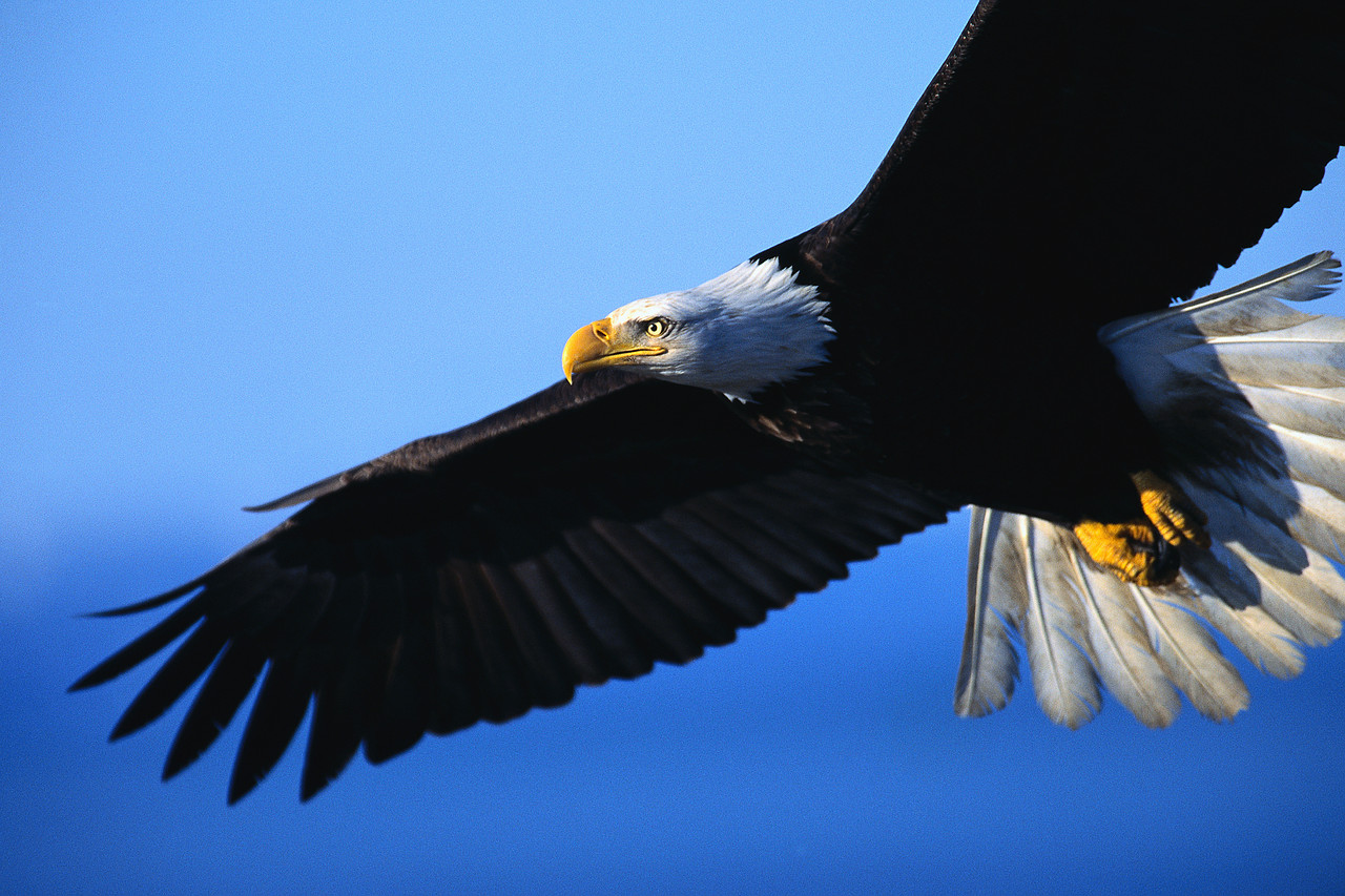 Eagle | The Biggest Animals Kingdom