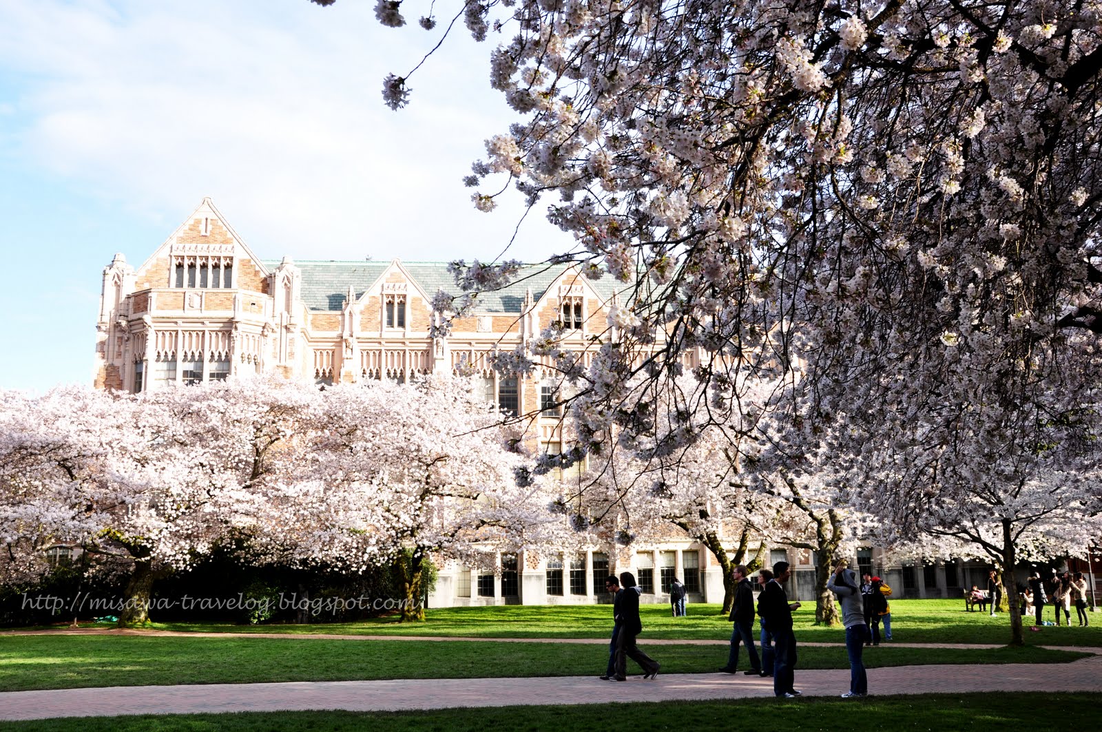 TRAVELOG Cherry Blossoms at University of Washington