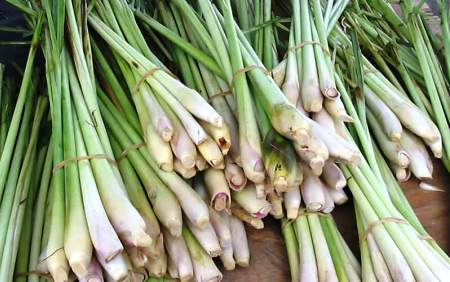 Minyak Urut Tradisional Lemon Grass 5 Cara Buat Minyak Urut Dalam Rawatan Urut Tradisional Melayu