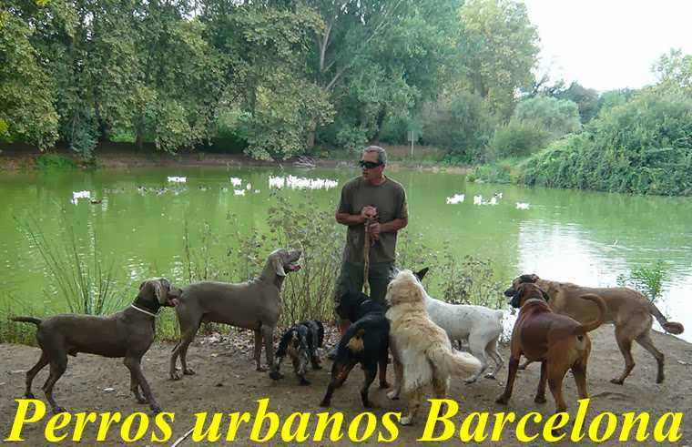 Cursos educacion perros adultos y cachorros / Guarderia / Deportes caninos / Barcelona - Cardedeu