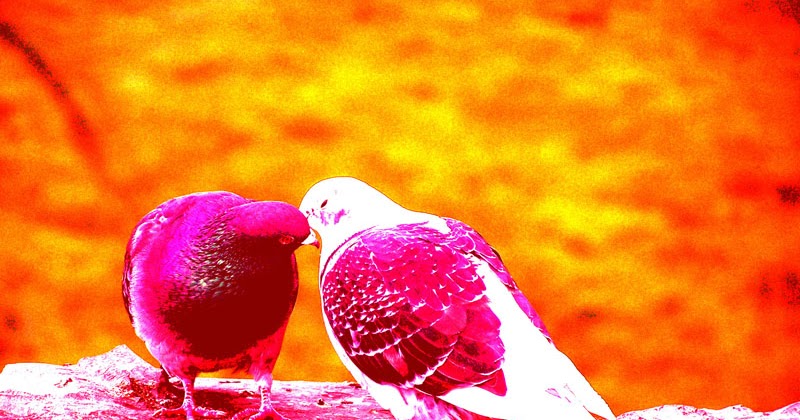 HD WALLPAPERS: Love Birds