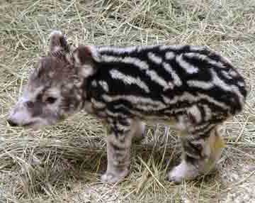 Tapir Malaysia