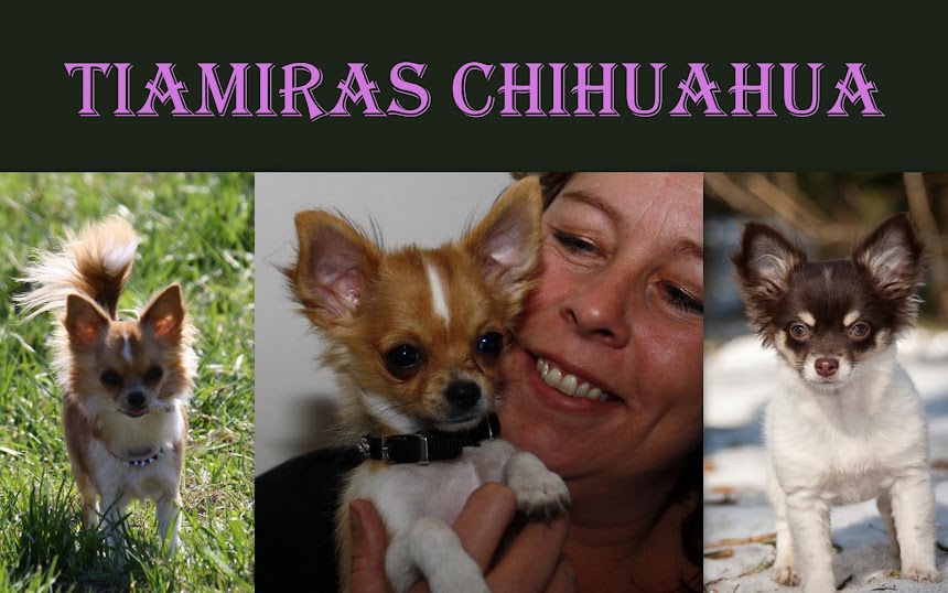 Tiamiras Chihuahua