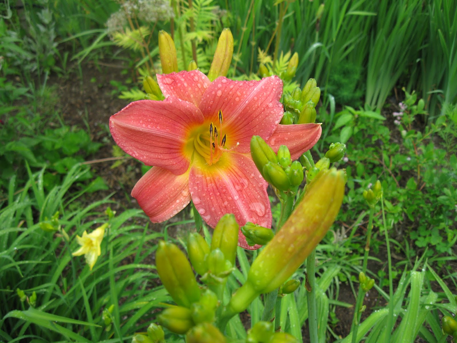 Daylily