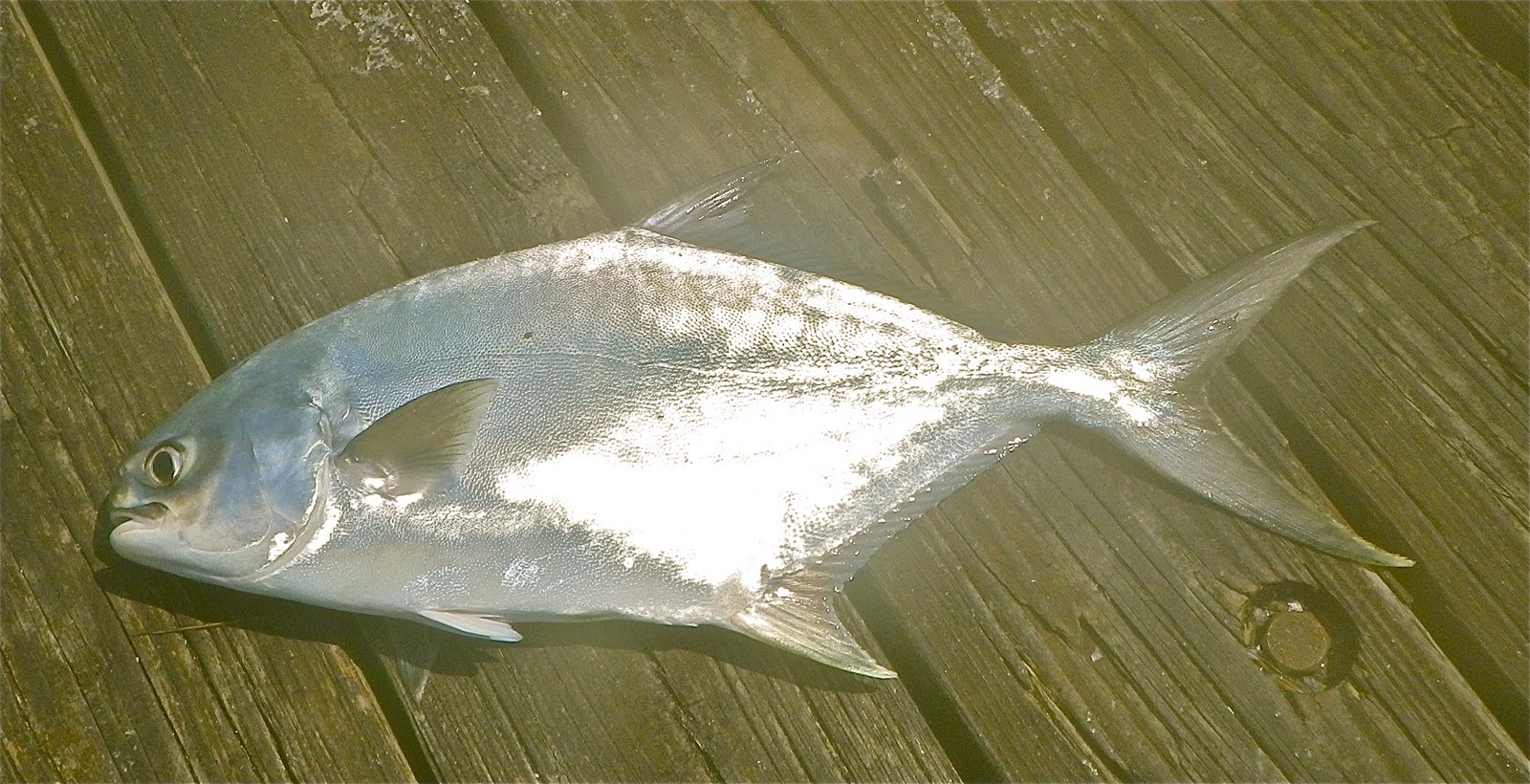 On Foot Angler From Capt. Henry SNOOKNOOK Jensen Beach