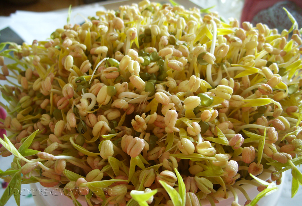 ♥Worm Home Sweet Home♥ Homemade Bean Sprout