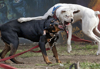 Mulher morre depois de ser atacada por cães da filha Mulher morre depois de ser atacada por cães da filha