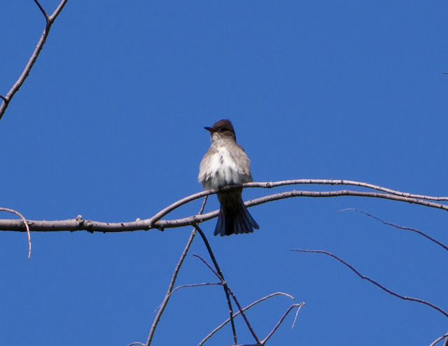 Olive-sided Flycatcher - Central Park, New York