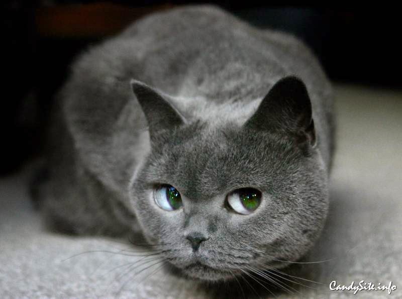 Doudou chat gris (CHATGRIT09) 