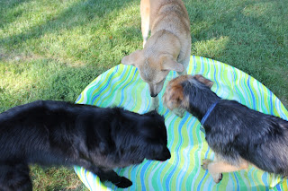 Three dogs cool their feet in a pool. 