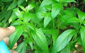 Obat Keputihan Tradisional daun sambiloto, obat keputihan, batang sambiloto,