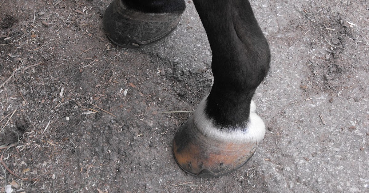 The Handy Horse Owner Is Thrush Causing Heel Pain in your Horse?