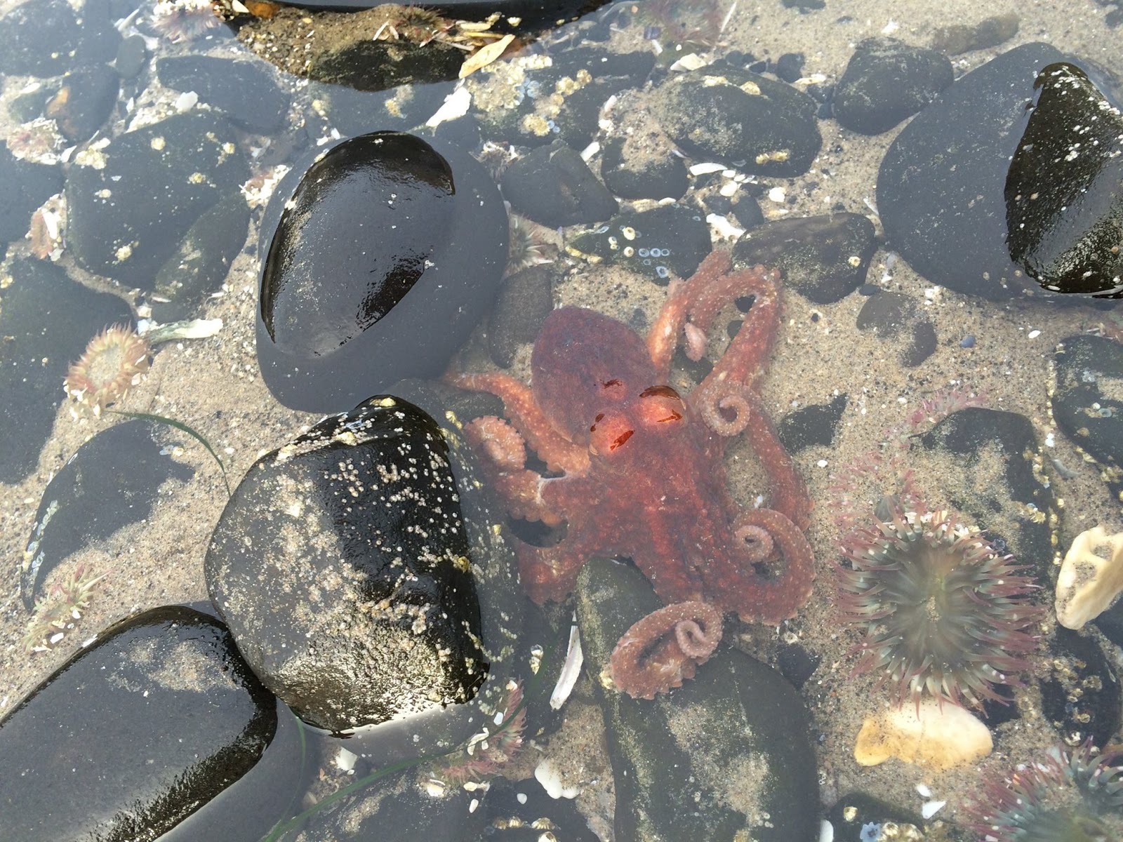 image gallery haystack rock tide pools image gallery haystack rock tide pools