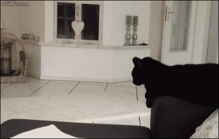 Cool animals giving high fives (15 gifs), funny gifs, awesome cat high five