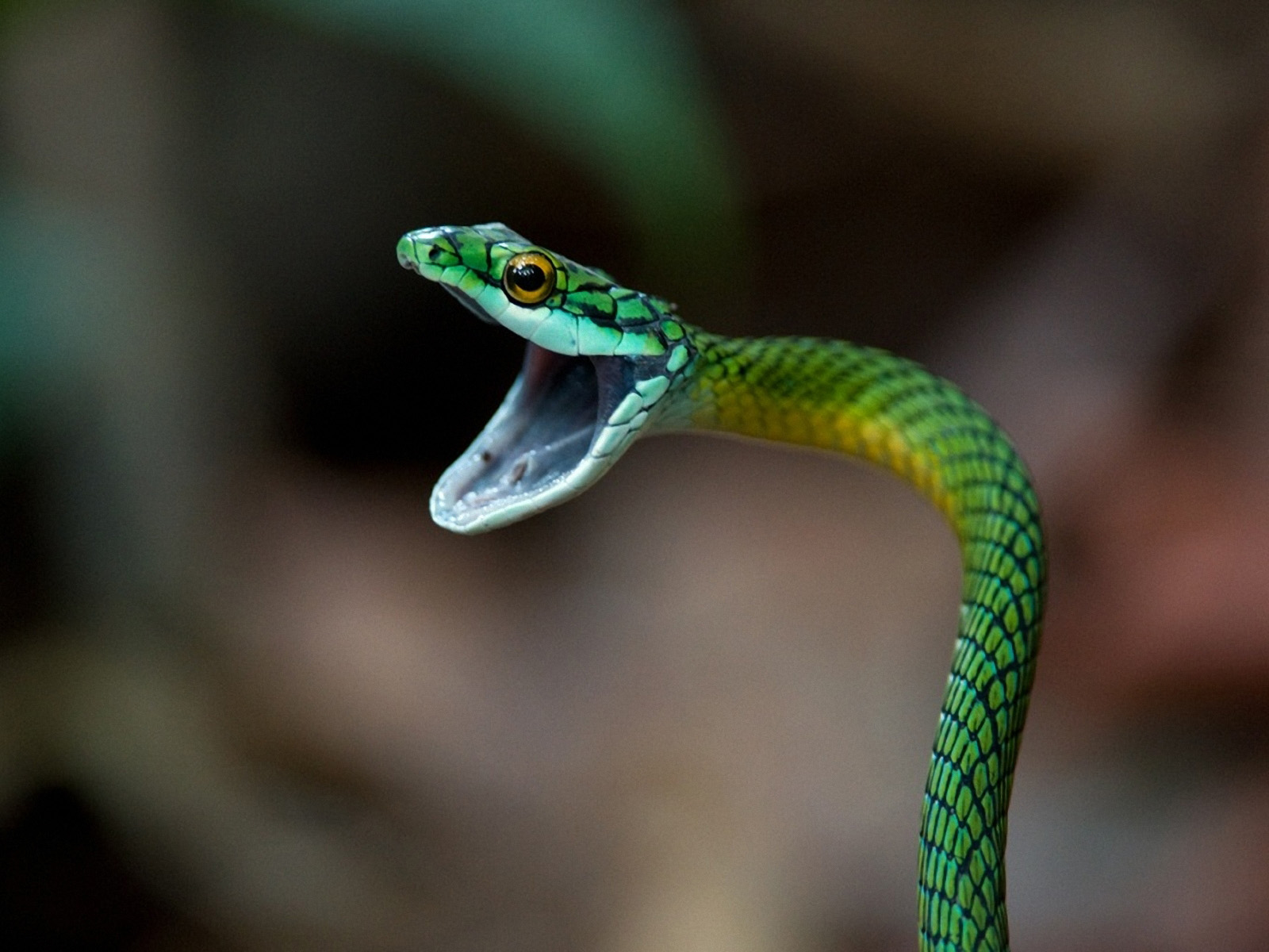 Top 16 Most Dangerous BLACK MAMBA Snake Wallpapers In HD