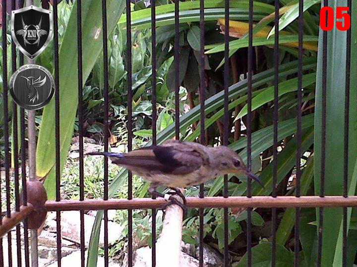 TIPS MEMILIH BURUNG KOLIBRI NINJA JANTAN USIA TROTOL