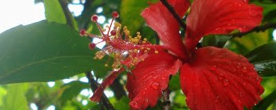 Hibiscus Flower - Red Hibiscus in rain