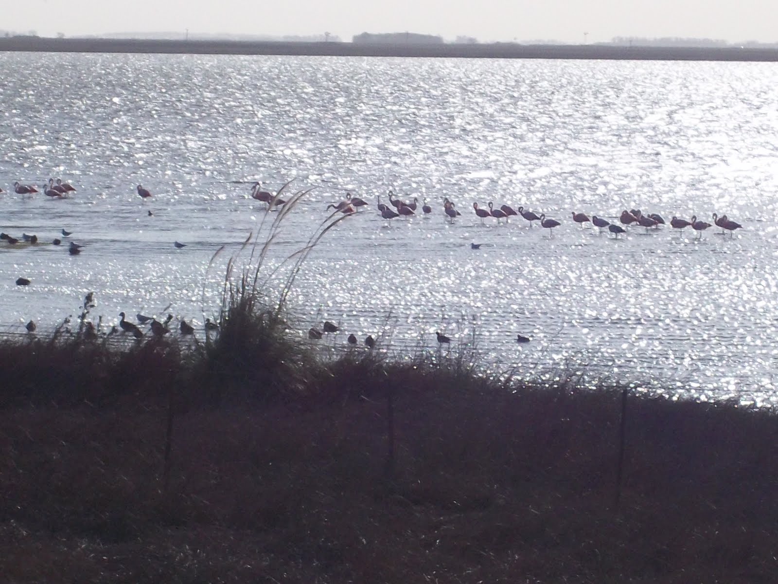 Flamencos en Pcia de Bs. As.