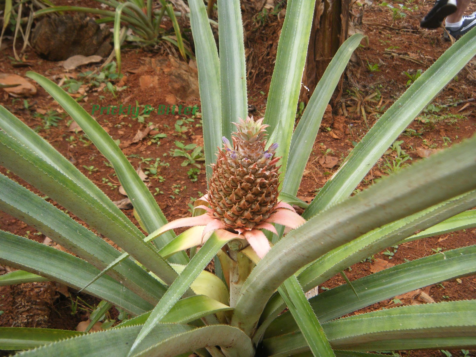 Prickly and Bitter Pineapples don't grow on trees!