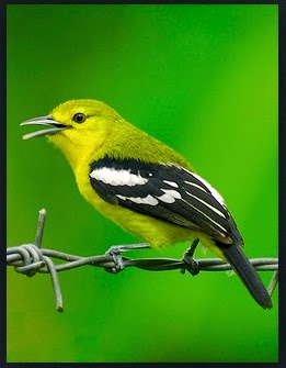 Kicau Mania Kissawa Harga Pasaran Burung Cipoh Atau Sirpu