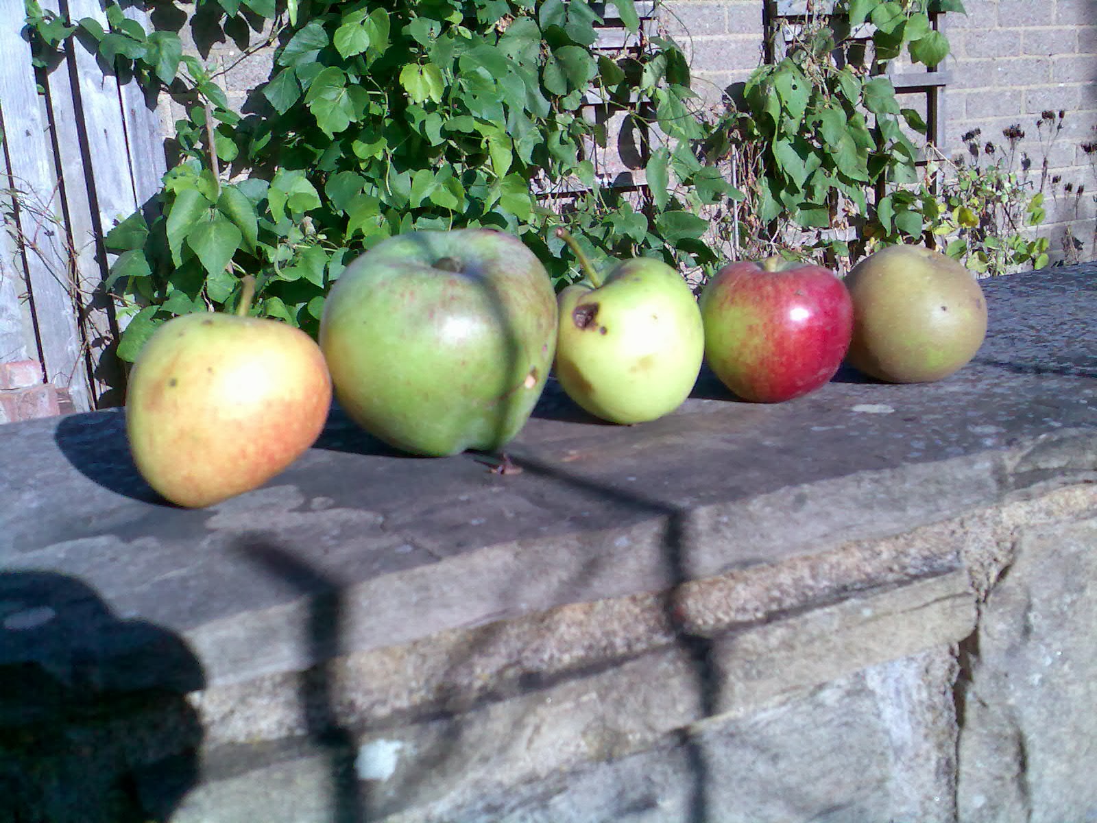 Ben's Adventures in Wine Making Apple Wine The Making Of