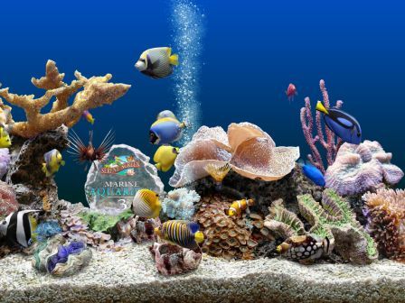 marine aquarium 3 add on fish