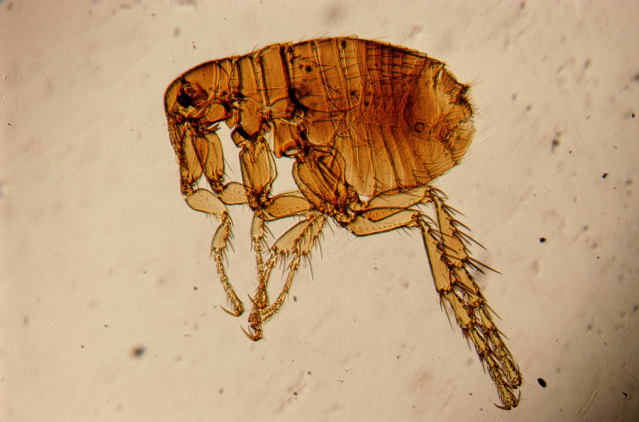 Image Result For Flea Control House Image Result For Flea Control House