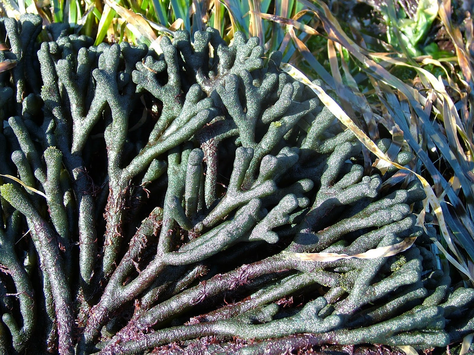 Buzz's Marine Life of Puget Sound: Algae-Seaweed-Sea Grass