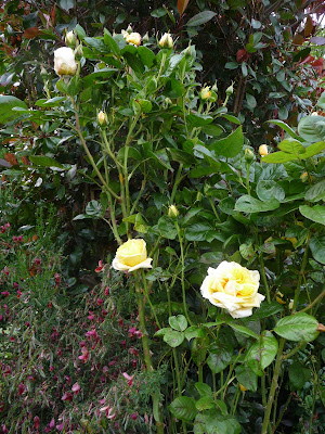 Escallonia Hedge Stock Photos Escallonia Hedge Stock Images Alamy