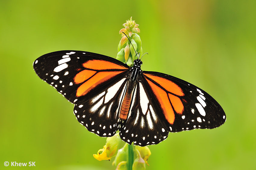 Butterflies of Singapore Butterfly of the Month April 2015