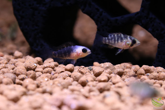 Apistogramma cf. ortegai (Pebas)