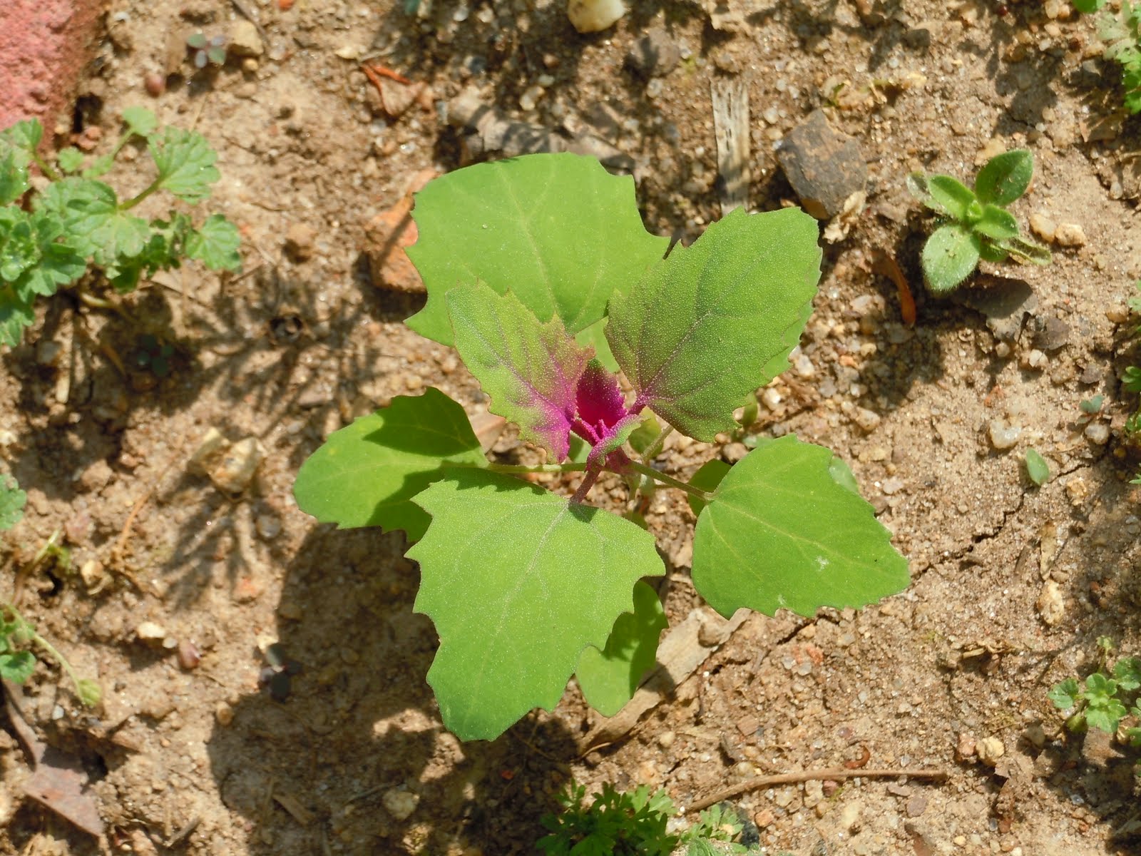 Shamba Yangu "Magenta Spreen" lambsquarters