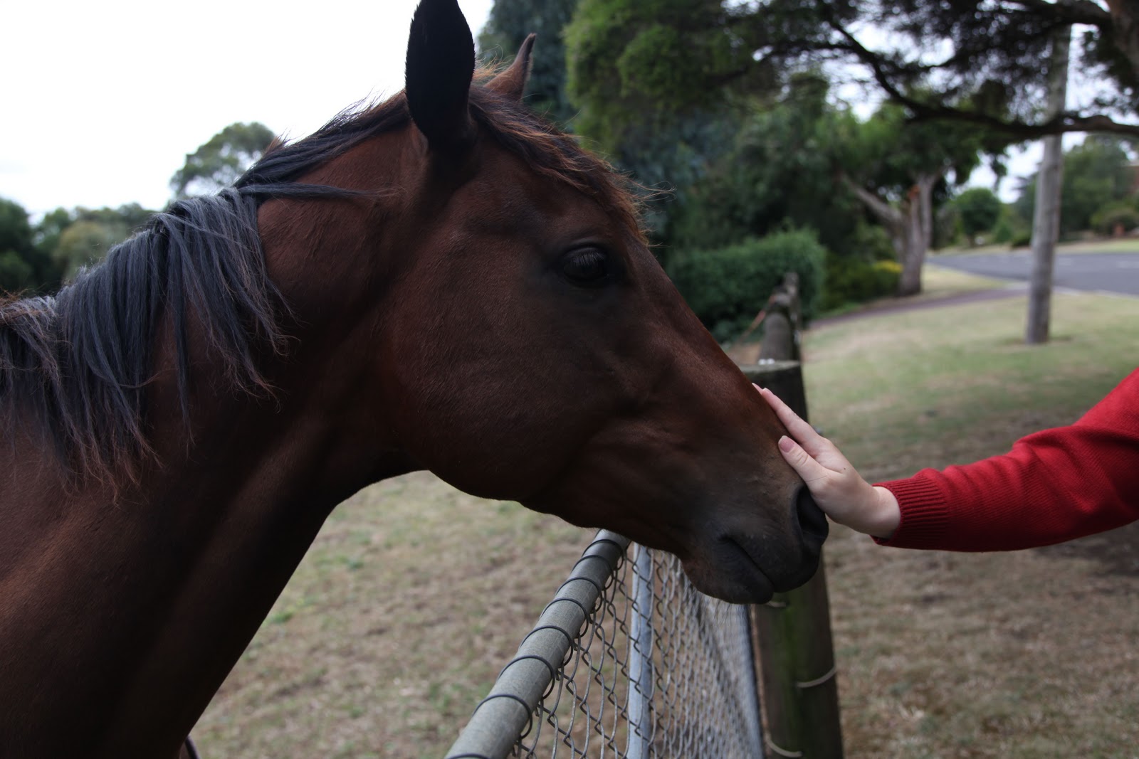Ruby Hoppen A Horse of Course