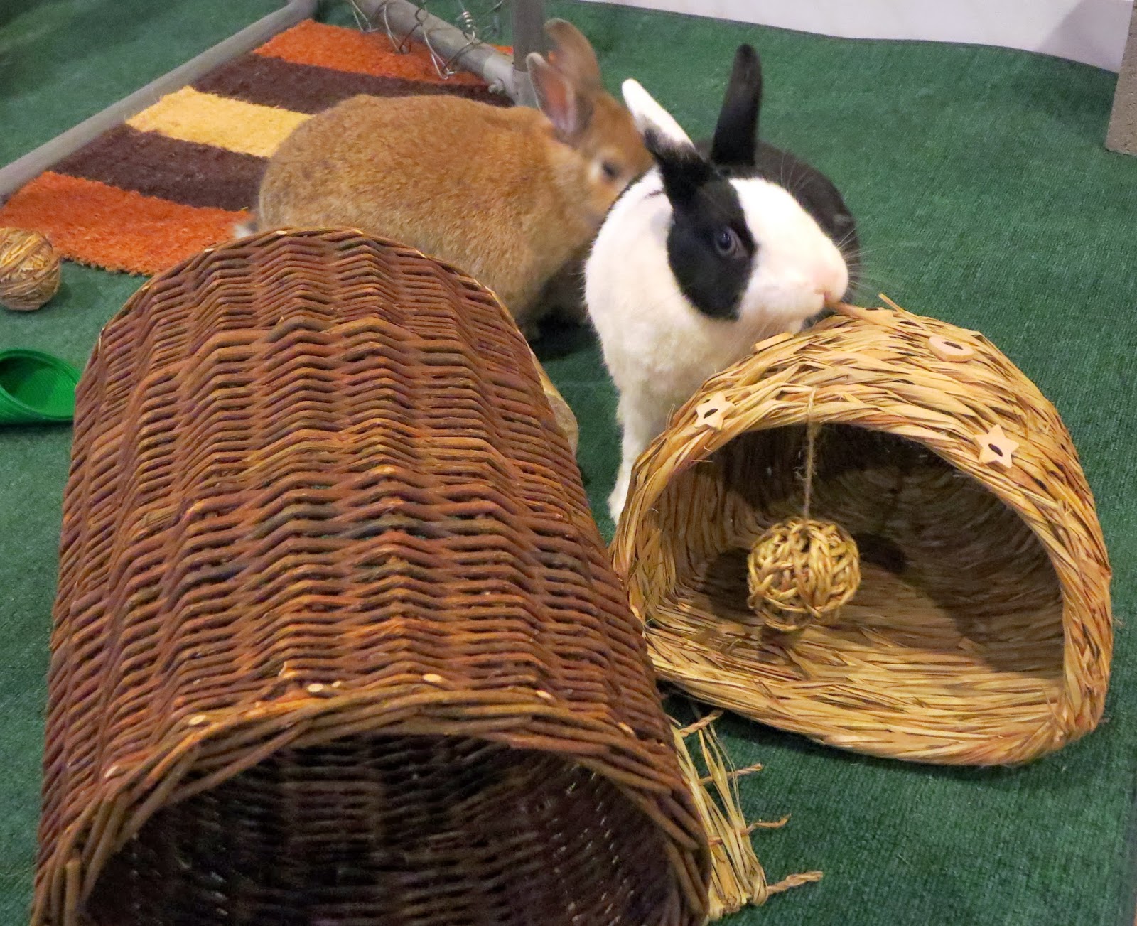Rabbit Ramblings Bunny Care Battling Bunny Boredom